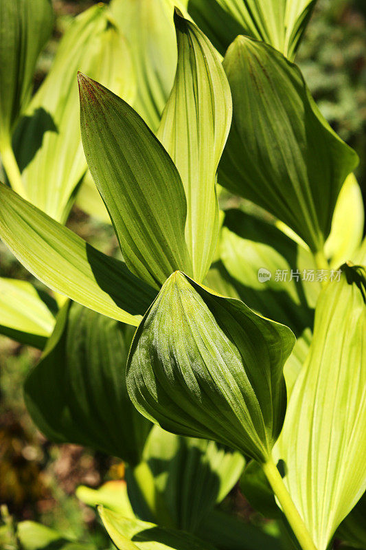 假嚏根草Veratrum viride植物叶